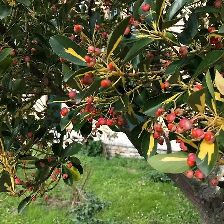 Banos And Swimming Pool * רודה